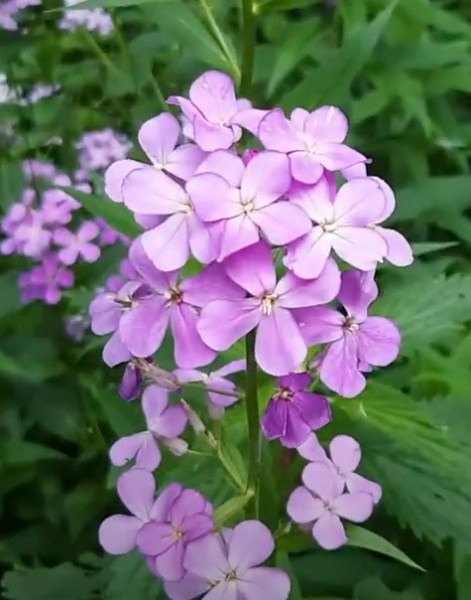 hesperis matronalis violet2